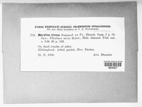 Plicatura nivea image